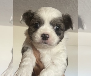 Wapoo Puppy for sale in VACAVILLE, CA, USA