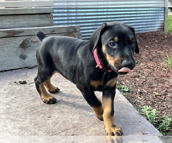 Medium Photo #7 Doberman Pinscher Puppy For Sale in WESTON, WI, USA