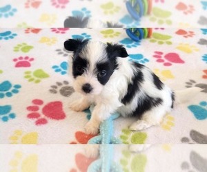 Papitese Puppy for sale in ORO VALLEY, AZ, USA