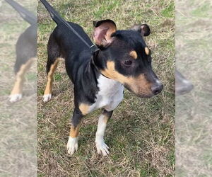 Nova - Female Catahoula Leopard Dog-Mountain Cur Mix Dog for Adoption - Photo #4
