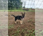 Puppy 6 German Shepherd Dog