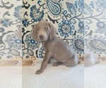 Small #4 Weimaraner