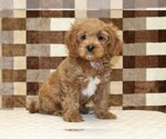 Small #2 Cavapoo (Miniature)