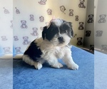 Image preview for Ad Listing. Nickname: Dolly
