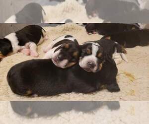 Basset Hound Puppy for sale in CARLETON, MI, USA