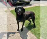 Small Labrador Retriever Mix