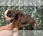 Small Photo #5 English Bulldog Puppy For Sale in HOUSTON, TX, USA