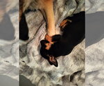 Small Photo #4 Chihuahua-Unknown Mix Puppy For Sale in Grafton, WI, USA