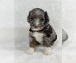 Puppy 1 Aussiedoodle-Bernedoodle Mix