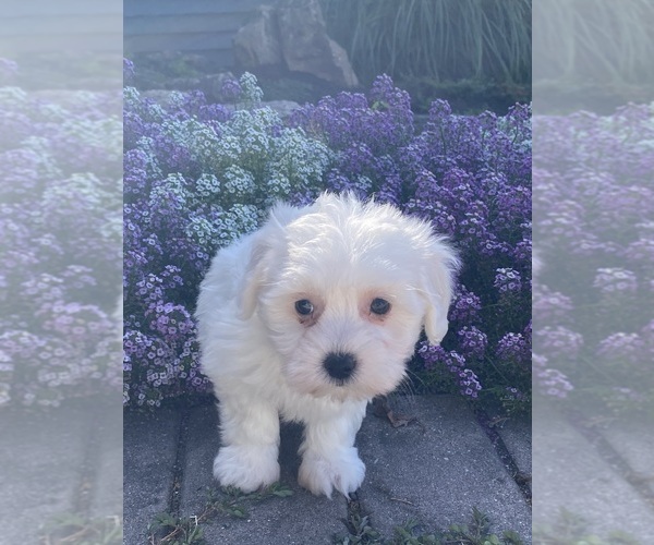Medium Photo #2 Coton de Tulear Puppy For Sale in CANOGA, NY, USA