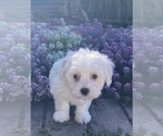 Small #1 Coton de Tulear