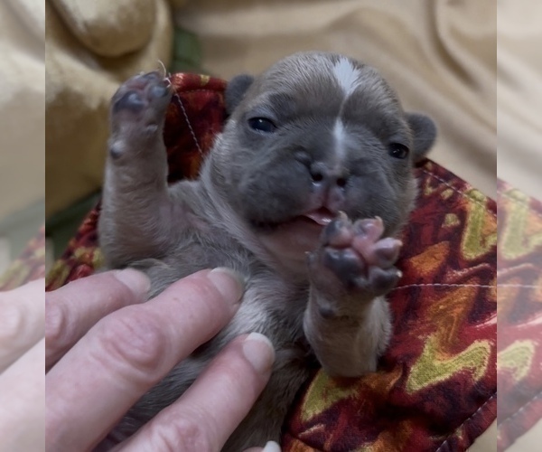 Medium Photo #5 French Bulldog Puppy For Sale in WEXFORD, PA, USA