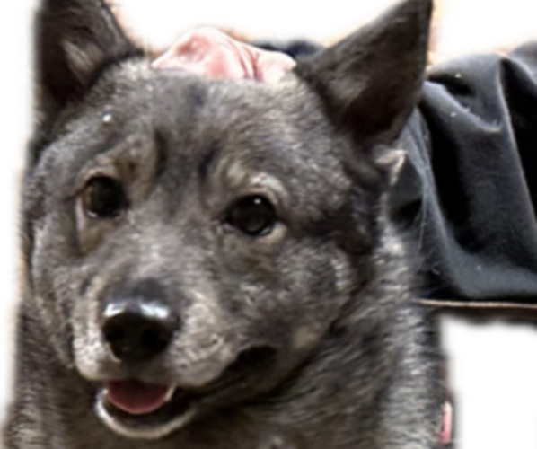 Medium Photo #1 Swedish Vallhund Puppy For Sale in GRAND LEDGE, MI, USA