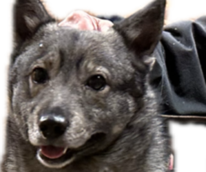 Father of the Swedish Vallhund puppies born on 03/14/2025