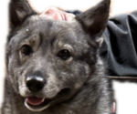 Small Photo #1 Swedish Vallhund Puppy For Sale in GRAND LEDGE, MI, USA