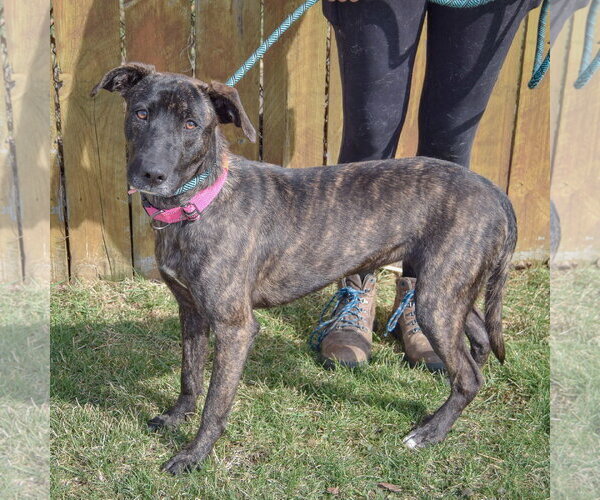 Medium Photo #2 Holland Shepherd-Unknown Mix Puppy For Sale in Huntley, IL, USA