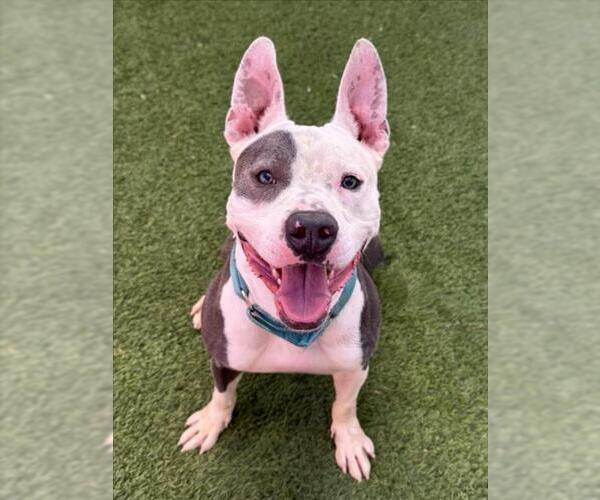 Medium Photo #2 American Pit Bull Terrier-Unknown Mix Puppy For Sale in Las Vegas, NV, USA