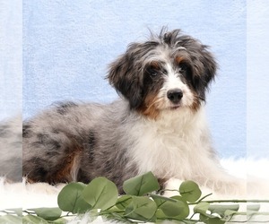 Bernedoodle (Miniature) Puppy for sale in LIVINGSTON, WI, USA