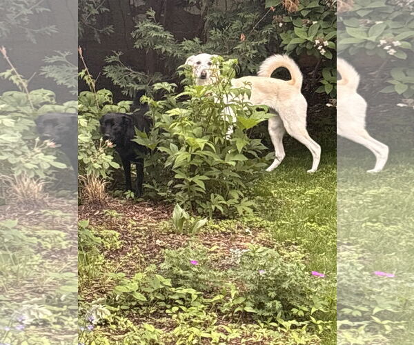 Medium Photo #7 Greyhound-Unknown Mix Puppy For Sale in Minneapolis, MN, USA