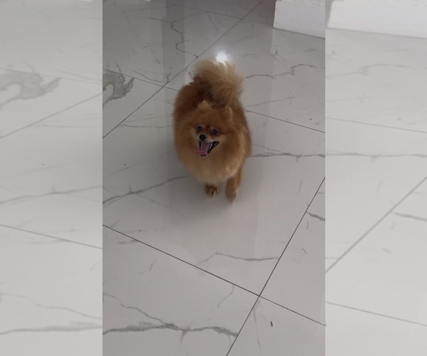 Medium Photo #1 Pomeranian Puppy For Sale in CORAL SPRINGS, FL, USA