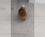 Small Photo #1 Pomeranian Puppy For Sale in CORAL SPRINGS, FL, USA