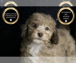 Puppy Latte AKC Poodle (Toy)