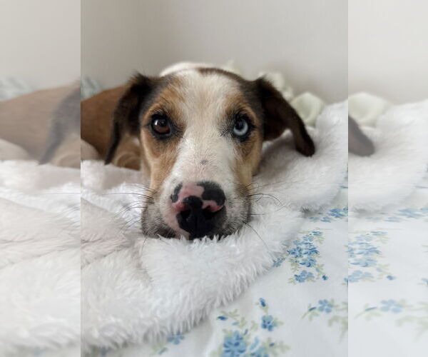 Medium Photo #4 Border Collie-Unknown Mix Puppy For Sale in Dallas, TX, USA