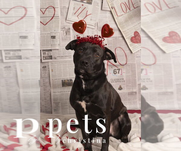 Medium Photo #1 Labrador Retriever-Unknown Mix Puppy For Sale in Foristell, MO, USA