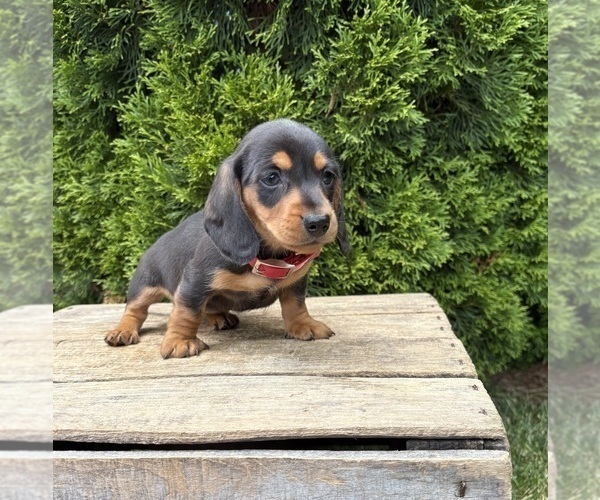 Medium Photo #3 Dachshund Puppy For Sale in MIDDLEBURY, IN, USA