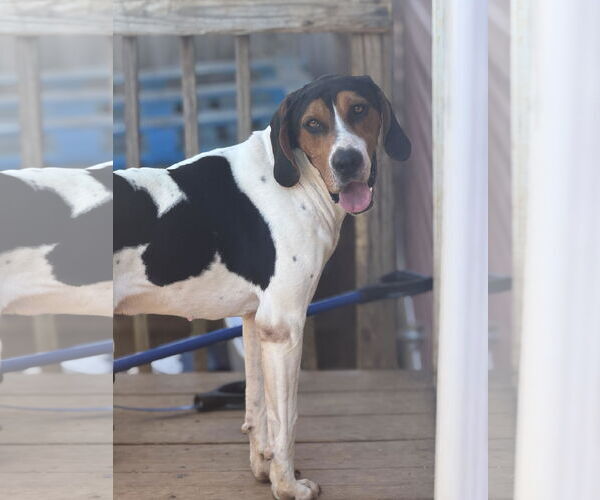 Medium Photo #3 Treeing Walker Coonhound Puppy For Sale in Westminster, MD, USA
