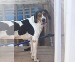 Small #2 Treeing Walker Coonhound