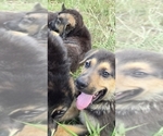 Small #6 German Shepherd Dog