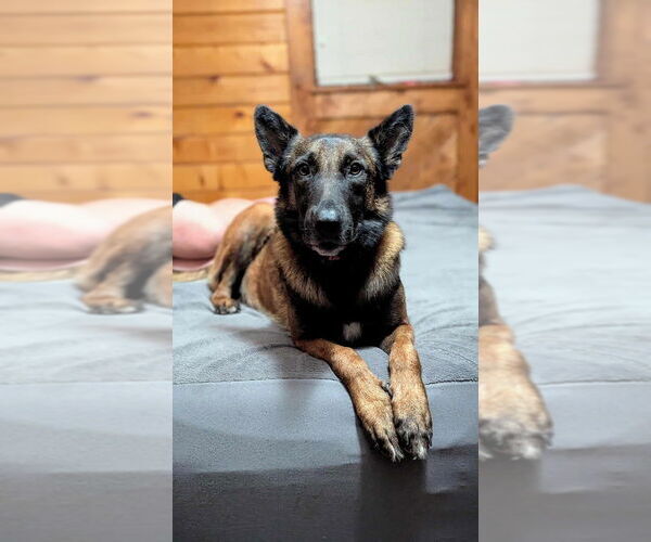 Medium Photo #8 Mutt Puppy For Sale in Imlay City, MI, USA