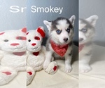 Puppy Smokey Pomsky