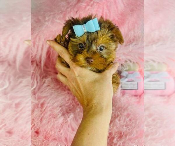Medium Photo #20 Morkie Puppy For Sale in NEW YORK, NY, USA
