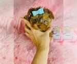 Small #19 Morkie