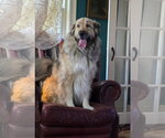 Small #1 Great Pyrenees Mix
