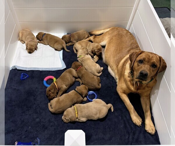 Medium Photo #5 Labrador Retriever Puppy For Sale in MOUNT AIRY, NC, USA