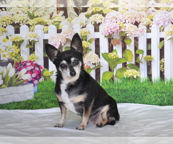 Medium Photo #1 Chihuahua-Unknown Mix Puppy For Sale in Oroville, CA, USA