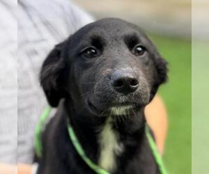 Chocolate Labrador retriever-Unknown Mix Dogs for adoption in Yardley, PA, USA