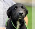Small Chocolate Labrador retriever Mix