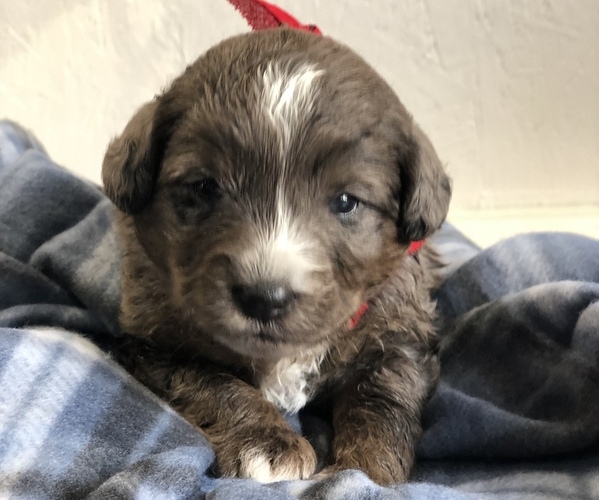 Full screen Photo #15 Poodle (Toy)-Texas Heeler Mix Puppy For Sale in MARQUAND, MO, USA