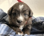 Small Photo #15 Poodle (Toy)-Texas Heeler Mix Puppy For Sale in MARQUAND, MO, USA