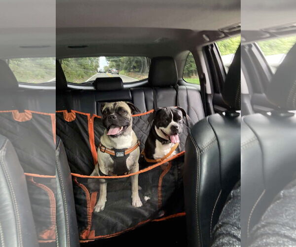 Medium Photo #5 Puggle Puppy For Sale in Westwood, NJ, USA