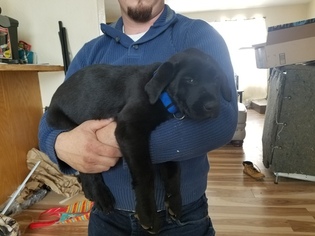 Labrador Retriever Puppy for sale in EATON, CO, USA