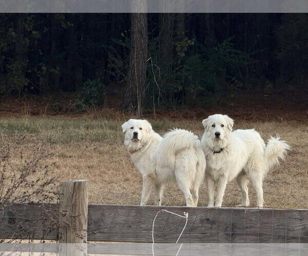 Medium Photo #4 Great Pyrenees Puppy For Sale in Holly Springs, NC, USA
