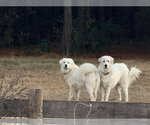 Small #3 Great Pyrenees