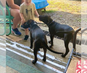 Duke - Male Staffordshire Bull Terrier Dog for Adoption - Photo #9