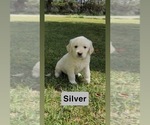 Small #8 Golden Retriever