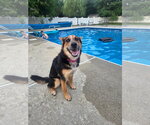 Small #13 Welsh Corgi Mix